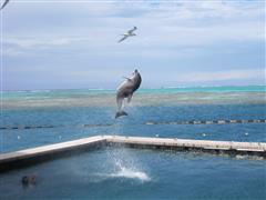 Dolphin fun and front row seats from our deck at the Intercontinental in Moorea