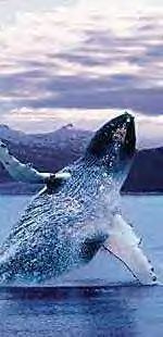 Whale watching is exciting in Alaska!