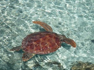 Swim with the Turtles!